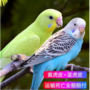budgerigar